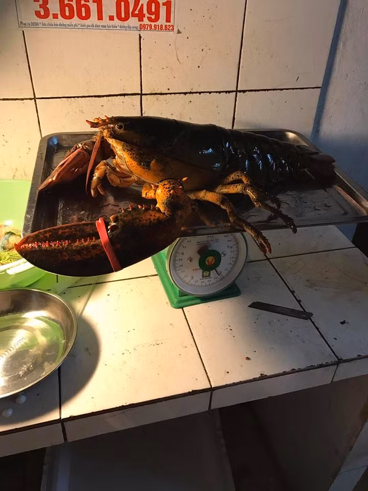Dai gia Viet san tom hum khung 7kg tang nha vo-Hinh-3