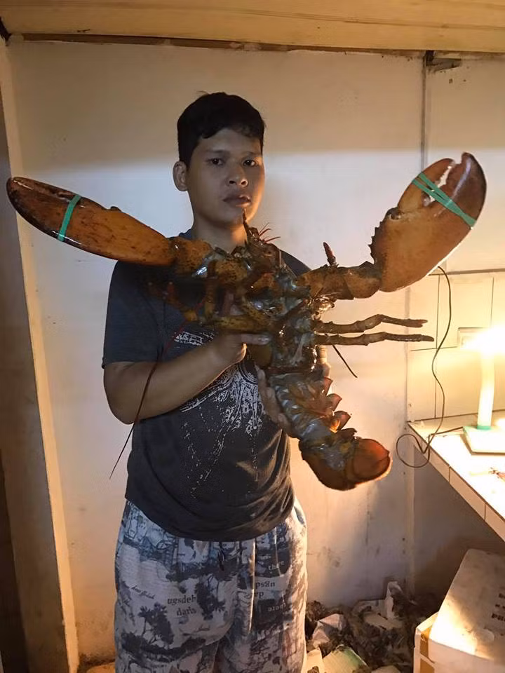 Dai gia Viet san tom hum khung 7kg tang nha vo-Hinh-2