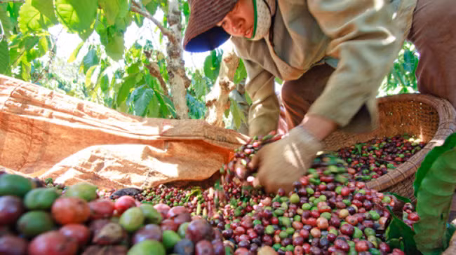 Cũng nằm trong danh sách "sản phẩm Quốc gia", cà phê Việt Nam đã khẳng định được vị thế của mình không chỉ ở sản lượng, giá trị mà còn ở đẳng cấp. Ảnh: Caphevietnam.