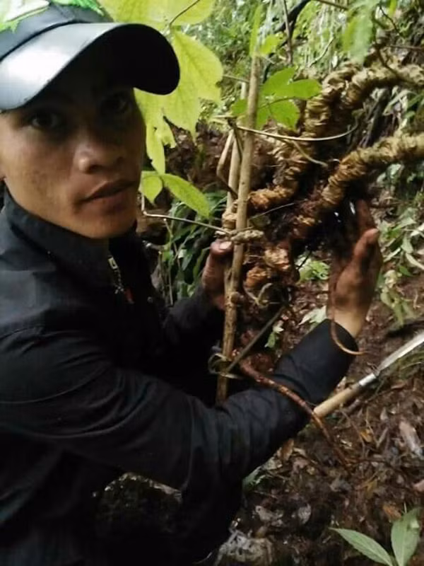 Do giá bán sâm Ngọc Linh rất cao, (loại rẻ nhất khoảng 40 triệu đồng/kg) nên không ít người dân trong bản làng của người Xê Đăng (xã Trà Linh, Nam Trà My, Quảng Nam) sở hữu cả gia tài trăm tỷ đồng. Họ giàu lên nhanh chóng từ trồng sâm Ngọc Linh. Ảnh: Vietnamnet.