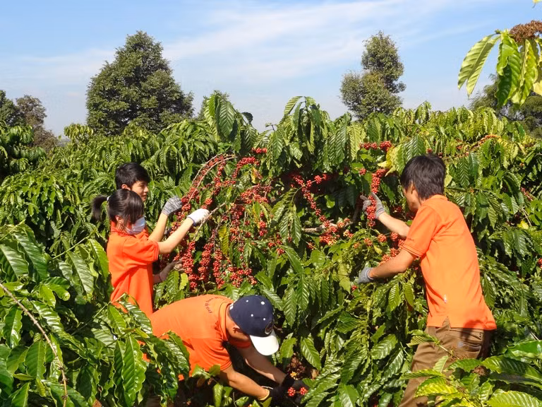 Với diện tích khoảng 700.000ha, sản lượng cà phê nhân 1,6-1,7 triệu tấn/năm, Việt Nam đã và đang trở thành nước sản xuất, xuất khẩu cà phê thứ hai trên thế giới (sau Brazil). Ảnh: Vietnamnet.