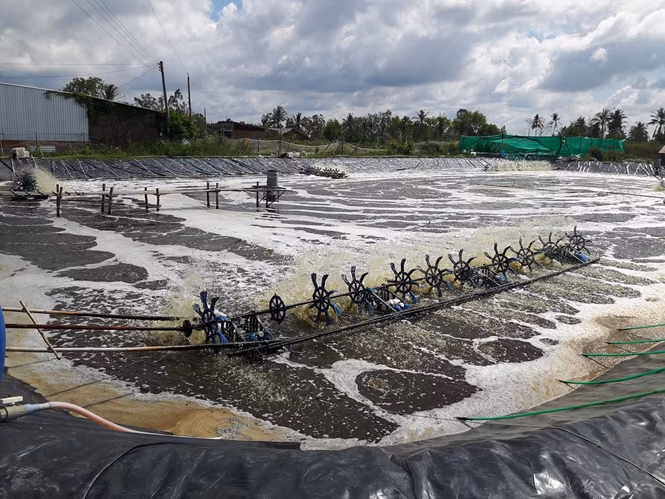 Mục tiêu phát triển ngành tôm Việt Nam là sớm đạt mốc kim ngạch xuất khẩu 10 tỷ USD trong kế hoạch đến năm 2025. Ảnh: Quảng Ngãi.