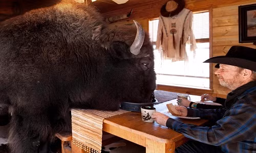 Có lần con trâu từng suýt giết chủ vì kích thước khổng lồ nhưng nó vẫn được ông chủ chăm sóc đặc biệt, cho ăn sáng hàng ngày. Ảnh: The Sun.