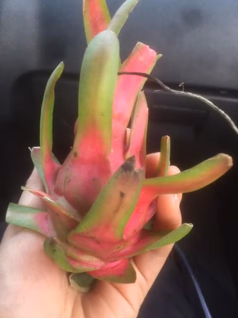 Can canh thanh long ti hon hut hon ba noi tro