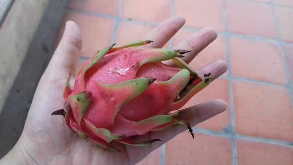 Theo người bán, loại thanh long nhỏ này chủ yếu được người dân trong vườn để lấy quả ăn, không phun thuốc nên rất sạch. Nhà trồng ít để lại ăn, nhà trồng nhiều mới bán bớt. Ảnh: Facebook.