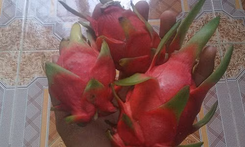 Tuy nhiên, đây là loại quả sạch nên được nhiều chị em lựa chọn. Ảnh: Facebook.