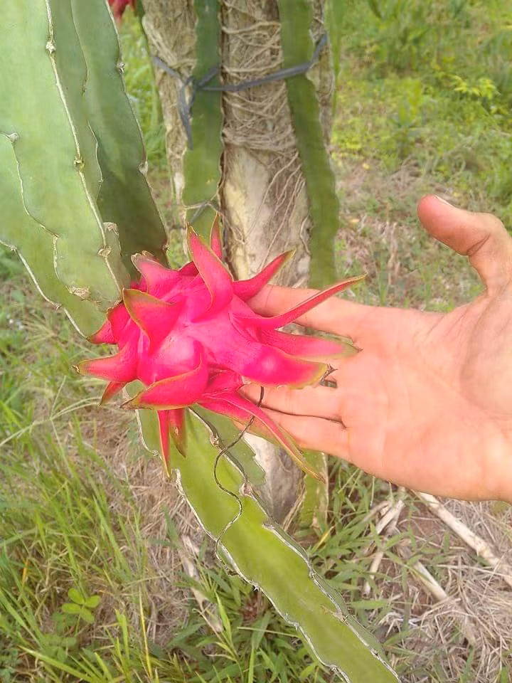 Thanh long tý hon có hình dáng bên ngoài không đẹp mắt nhưng khi ăn khá ngọt. Ảnh: Facebook.