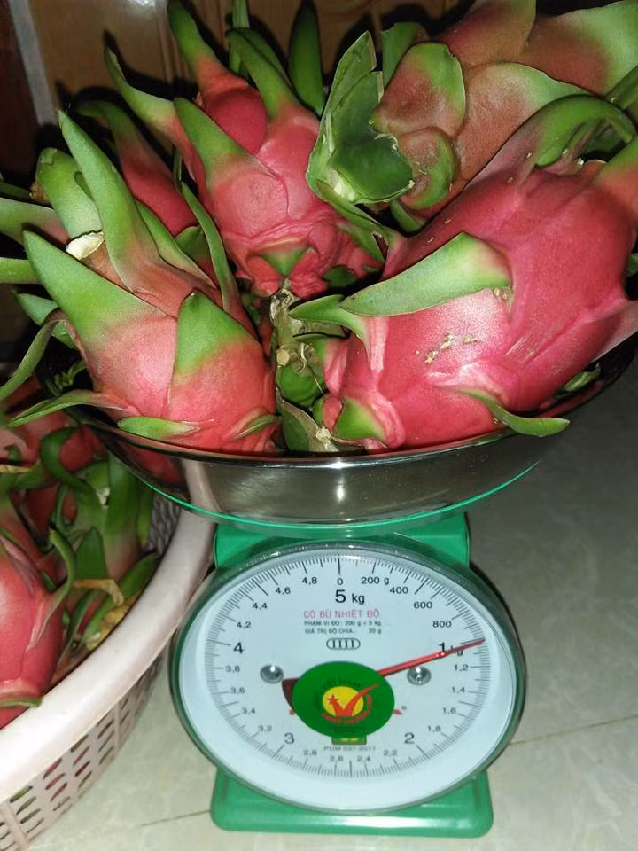 Khoảng 10 quả thanh long nhỏ mới đủ một kg. Ảnh: Facebook.