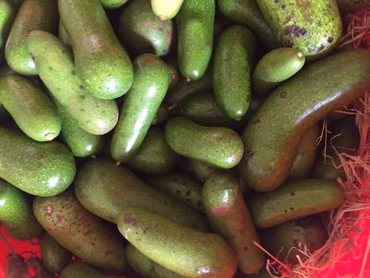 Quả bơ nhỏ, dài, có hình thù như trái dưa chuột. Ảnh: Facebook.