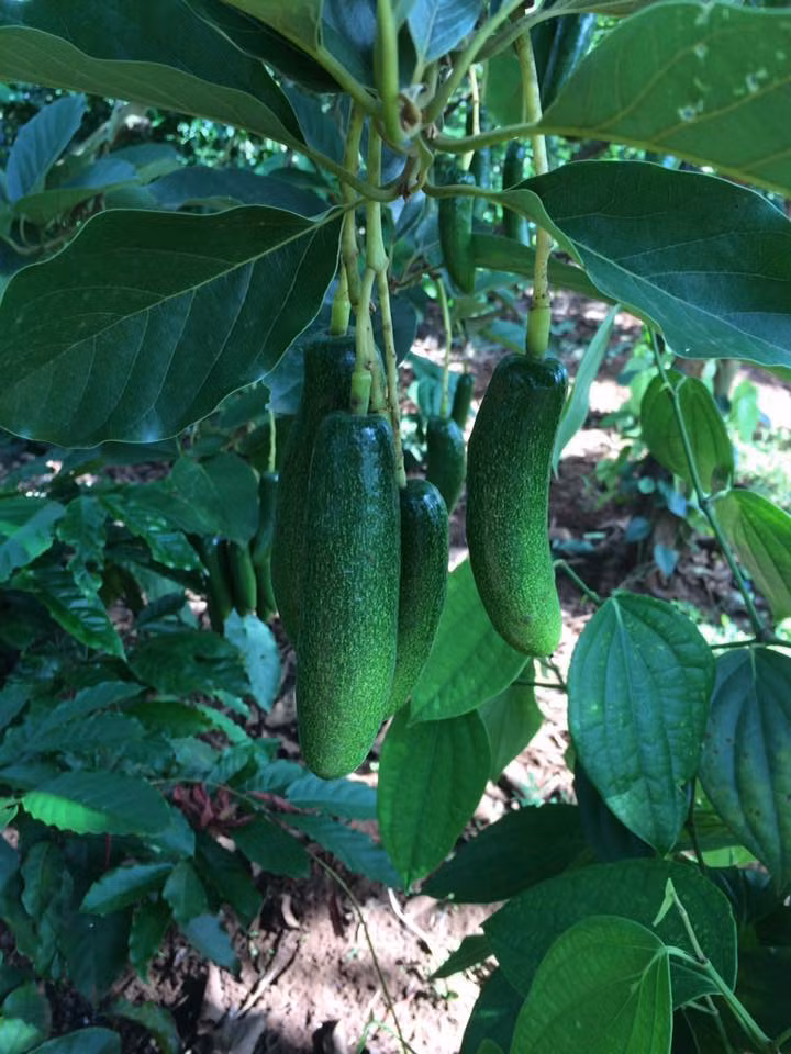 Nơi đầu tiên phát hiện ra giống bơ không hạt là vùng đồng bào Ede tại Cugar, tỉnh Đắc Lắc. Ảnh: Hoaquataynguyen.