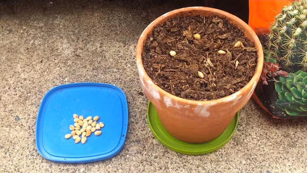 Hoc cach trong cherry sai triu tai nha, thu hoach ca tram qua