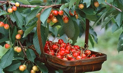 Hoc cach trong cherry sai triu tai nha, thu hoach ca tram qua-Hinh-3