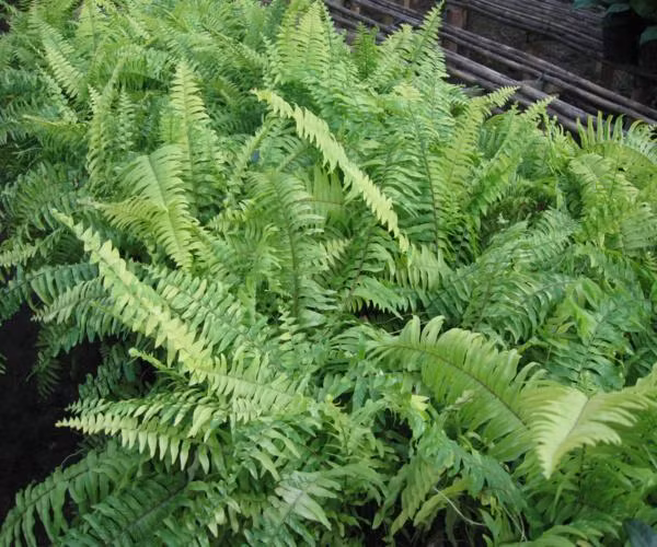 Cây dương xỉ ở Việt Nam còn được người vùng cao gọi là rau dớn. Loại rau mọc dại ở ven suối, trên tường này lại được người Trung Quốc săn lùng như thần dược. Ảnh: Internet.