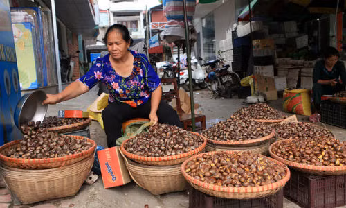 Lam sao de tim mua duoc hat de Trung Khanh chinh goc?