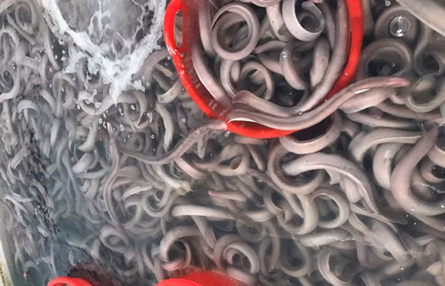 Theo một số ngư dân miền Trung, việc đánh bắt lươn biển đòi hỏi phải có kỹ thuật, trang thiết bị hiện đại và quy trình phức tạp. Hơn nữa chi phí cho mỗi chuyến đi cao và đầu ra ít nên không mấy người Việt biết đến. Ảnh: Báo Đà Nẵng.