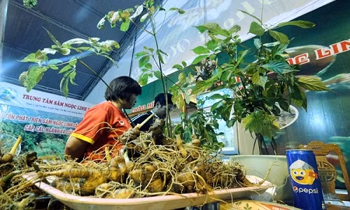 Sam Ngoc Linh quy nhat the gioi “de ra vang” nhu the nao?-Hinh-3