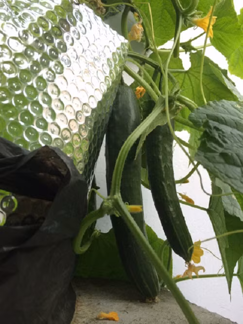 ...vẫn cho sai quả. Ảnh: Vuontrentuong.