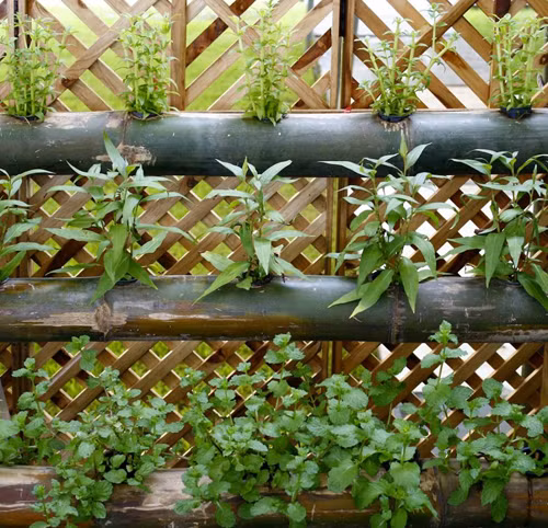 Các loại rau thơm như răm, mùi, ngổ...rất dễ sống lại không quá to nên bạn dễ dàng tận dụng các ống tre, nhựa để làm vườn đứng treo tường. Ảnh: Xaluan.