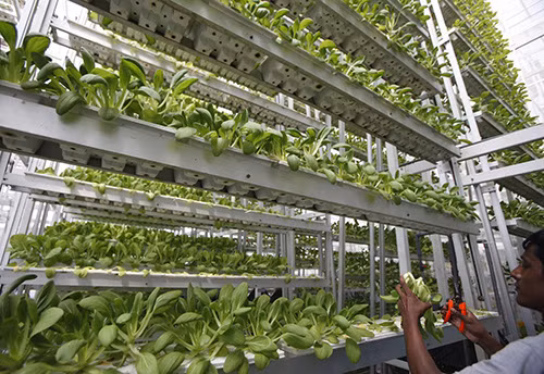 Với rau cải, bạn có thể tạo các tầng rau nhiều lớp. Ảnh: Gocchungcu.