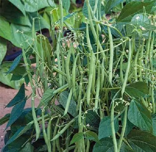 Đặc biệt là giống đậu cove lùn không cần làm giàn leo mà vẫn sai trĩu quả. Ảnh: Nông Trại Cao Nguyên.