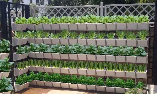 Nếu chuẩn bị sẵn các chậu treo trên giàn như thế này, bạn có thể trồng xen kẽ giữa rau cải với mồng tơi. Ảnh: Vuontrentuong.