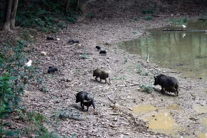 Nha giau treo thuong 500.000 dong tim thit lon sach an Tet-Hinh-2