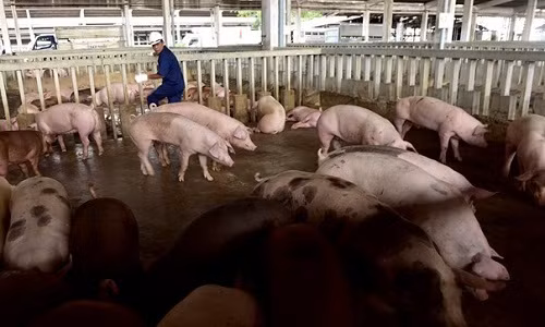 Nha giau treo thuong 500.000 dong tim thit lon sach an Tet