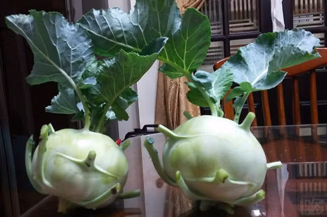 Những củ su hào của gia đình vào mùa đông vừa qua.