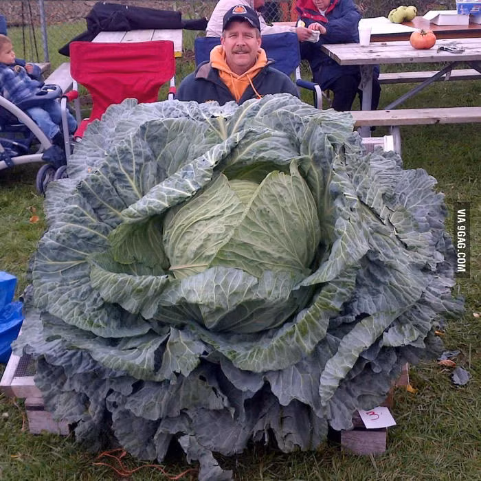 Bắp cải khủng được trồng thành công ở Canada. Ảnh: 9gag.