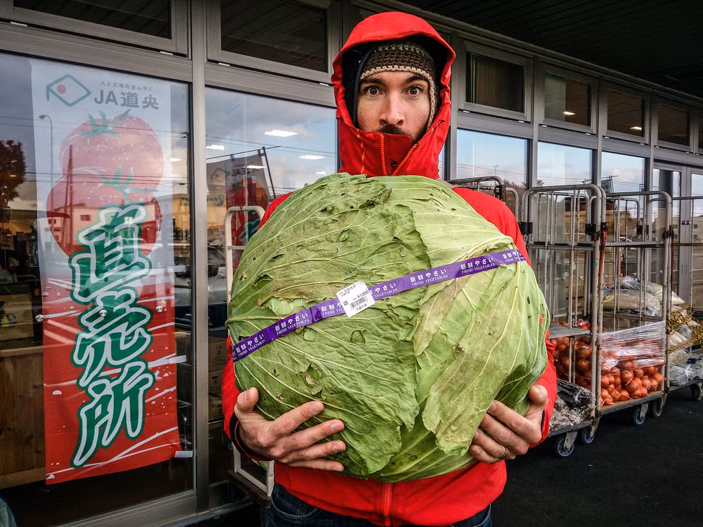 Bắp cải khủng to bằng cả thân người. Ảnh: Flickr.