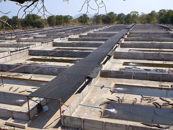 Su that tan bao dang sau tui hang hieu Hermes cua Ngoc Trinh-Hinh-3