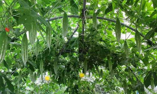 Khu vườn rau sạch xanh "gì cũng có" mang hương vị quê nhà của mẹ Việt có tên Nguyễn Thanh Hương ở Đài Loan khiến nhiều người không khỏi ngạc nhiên, thán phục.