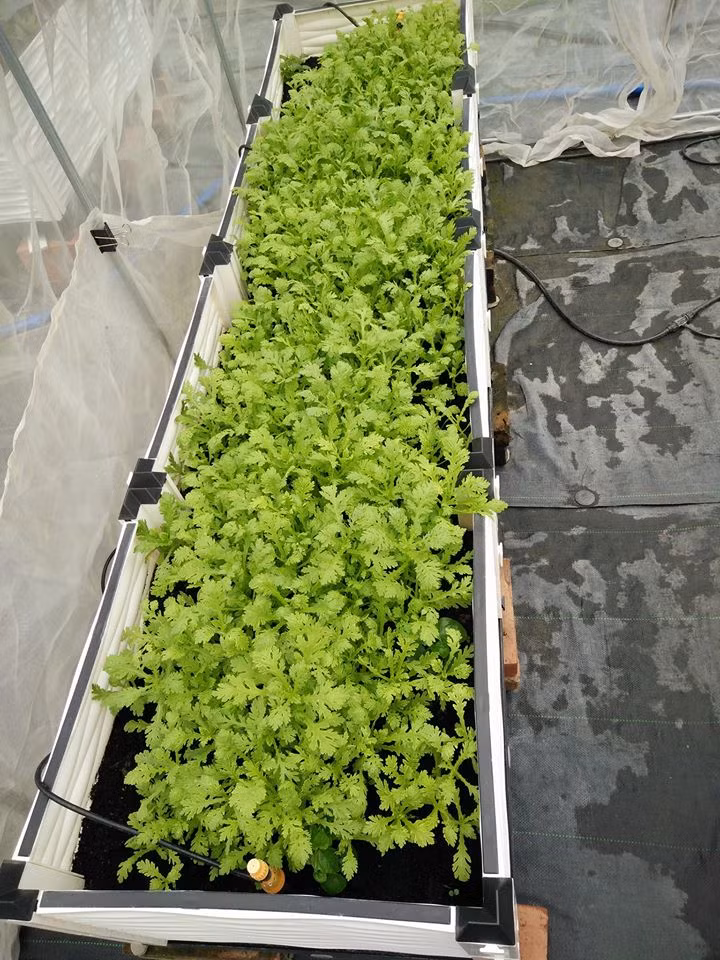 Đồng thời, khi mới trồng, chị thường làm kỹ đất và cần xử lý hạt giống cẩn thận bằng cách ngâm hạt giống trong nước và phơi nắng từ 2 - 8 tiếng tùy từng loại hạt giống rau, sau đó mới gieo vào giá thể chuẩn bị sẵn.