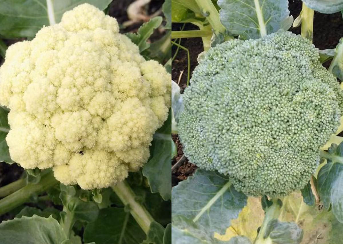  Súp lơ được trồng theo mùa.