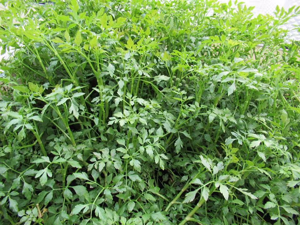 "Muốn trồng rau tốt thì phải tìm hiểu đặc tính của từng loại cây và những bệnh mà loại cây đó hay nhiễm để có cách phòng ngừa tốt nhất", bà mẹ một con này cho biết thêm.