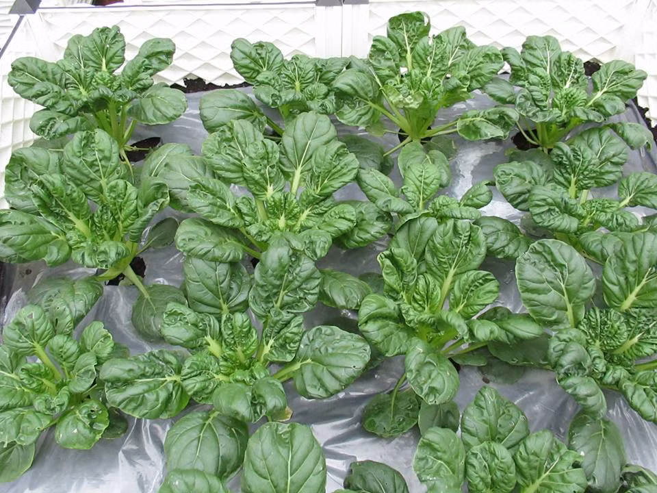 Chia sẻ về những khó khăn ở thời điểm bắt đầu trồng rau, chị Thanh Hương cho biết, thời tiết chính là khó khăn số 1 với chị, khác với Việt Nam, ở Đài Loan nhiều bão và bão thường rất lớn nên sau mỗi trận đó, gần như chị phải bắt đầu lại từ đầu.