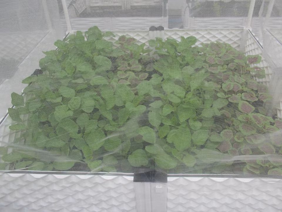 Đồng thời, khi mới trồng, chị thường làm kỹ đất và cần xử lý hạt giống cẩn thận bằng cách ngâm hạt giống trong nước và phơi nắng từ 2 - 8 tiếng tùy từng loại hạt giống rau, sau đó mới gieo vào giá thể chuẩn bị sẵn.