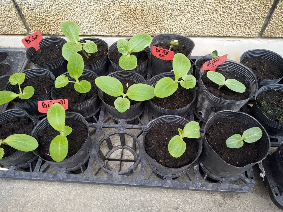 Các loại cây giống được trồng để gối vụ luân phiên, đảm bảo cho khu vườn lúc nào cũng la liệt các loại rau ăn.