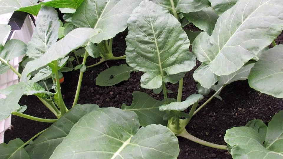 Su hào đang lớn trong khu vườn.