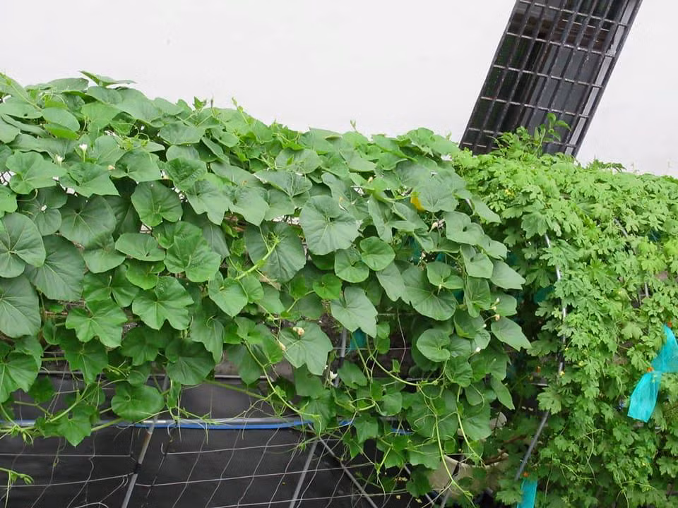 Những ngày đầu bắt đầu làm vườn, chị Thanh Hương còn gặp khó khăn trong việc cải tạo đất và phá cỏ cuốc đất làm vườn. Trước đây, khu vườn chủ yếu là cỏ, mỗi ngày chị bớt ra chút thời gian rảnh để dọn dẹp và cải tạo được 100m2 đất để trồng các loại rau yêu thích.