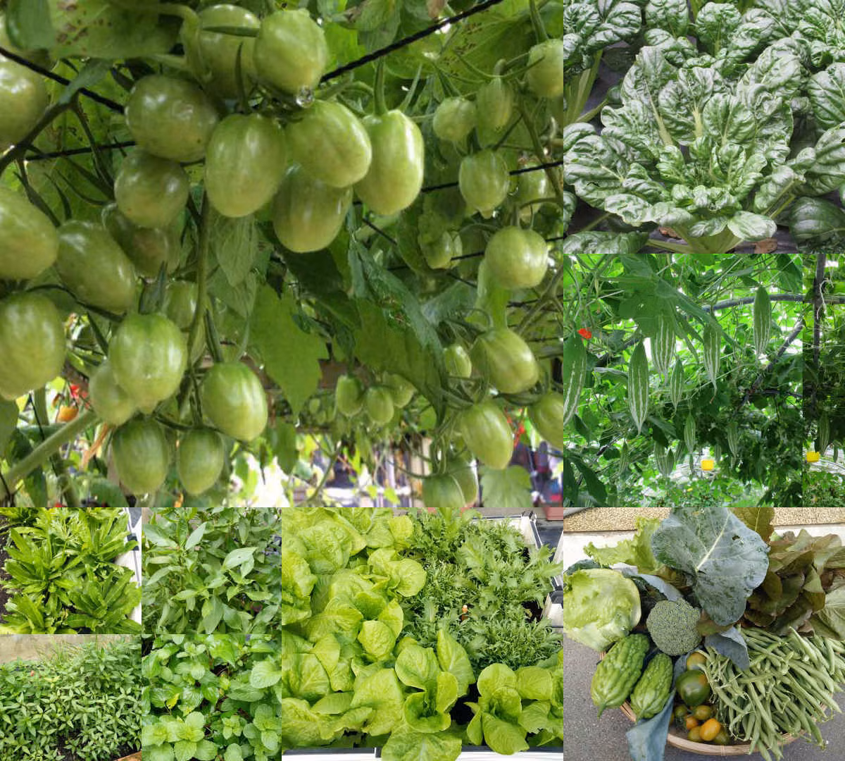 Me Viet xu Dai trong vuon rau “gi cung co” de do nho nha