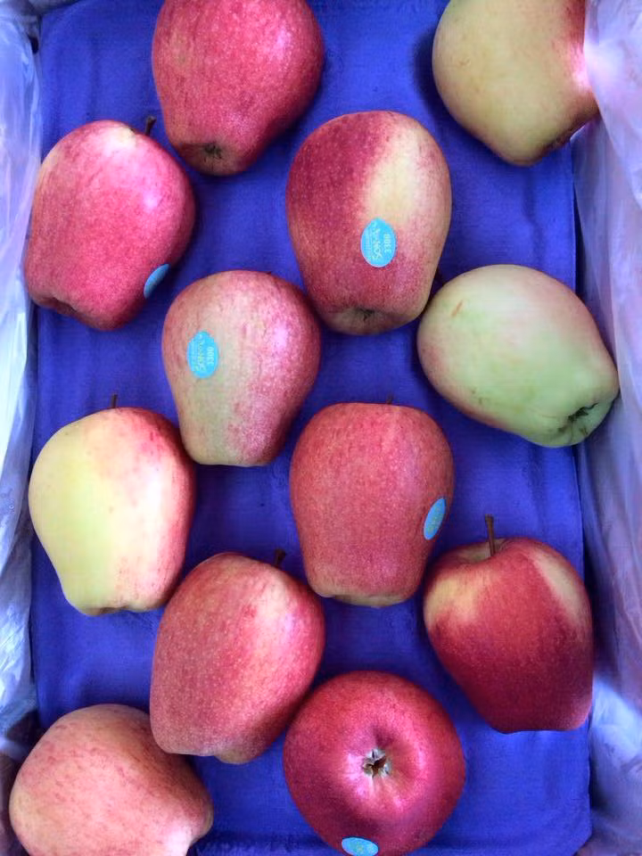 Tao lai le doc la, gia binh dan hut hon ba noi tro