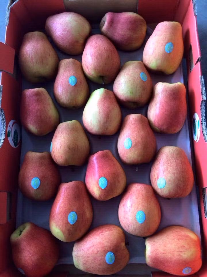 Theo một số tiểu thương, đây là giống táo mới khi chín có vỏ màu vàng chấm đỏ gần giống táo Envy. Ảnh: FruitShop.