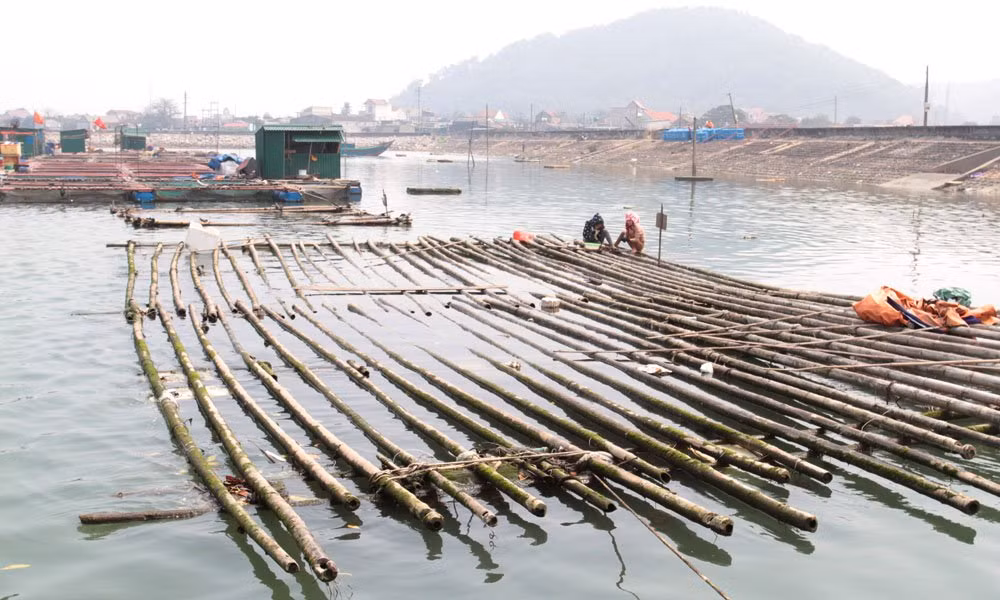 Trước nay có nhiều ngư dân bắt được cá sủ vàng, nhưng hiếm khi có con nào sống lâu sau khi đánh bắt. Cá sủ vàng này đến nay vẫn còn sống khỏe mạnh, bơi lội tung tăng trong tàu cá của gia đình vợ chồng anh Sự.