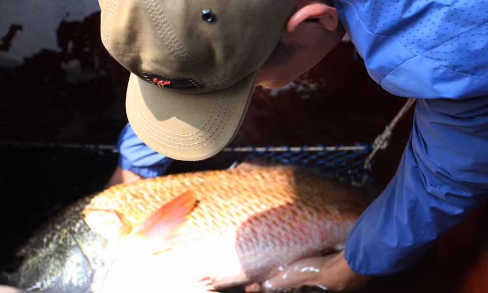 Những người có kinh nghiệm xác nhận đây là cá sủ vàng, một trong những loài cá quý hiếm có giá trị hiện nay. Nhiều thương lái đã tìm đến xem và trả giá lên đến 900 triệu đồng, nhưng chủ nhân chưa chịu bán.