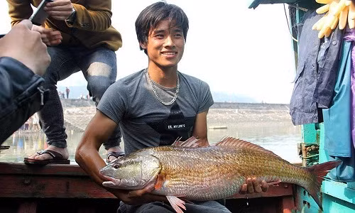 Tan mat ca su vang 8kg o Nghe An, 900 trieu chua ban