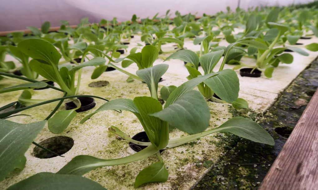 Khu vườn rộng 750 mét vuông với 17 loại rau khác nhau, luân chuyển theo mùa.