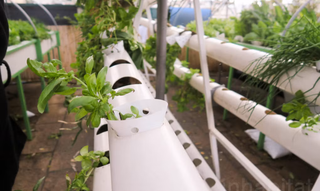 Trang trại rau hữu cơ này đã đưa con người tới gần với thiên nhiên hơn. Nguồn ảnh: IT.