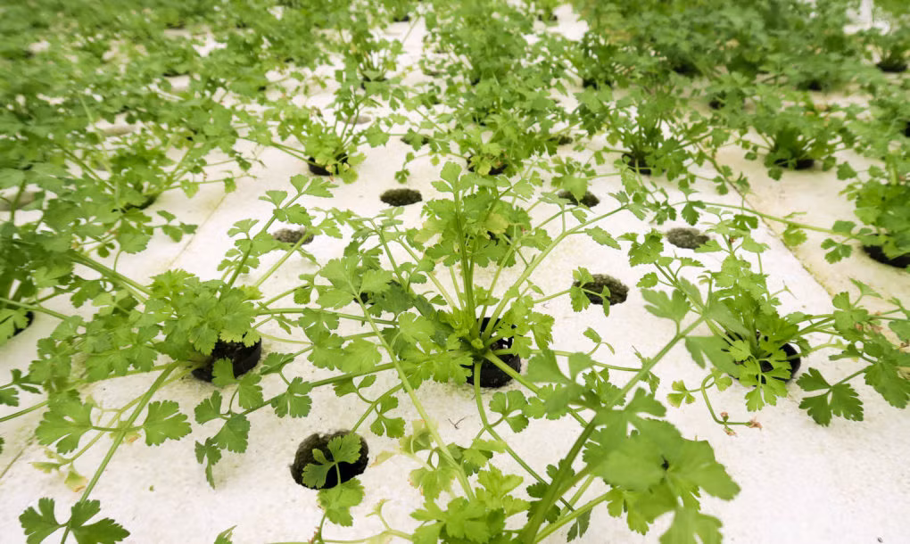 Nhờ phương pháp thủy canh ít đất, các loại rau xanh phát triển nhanh gấp đôi bình thường.