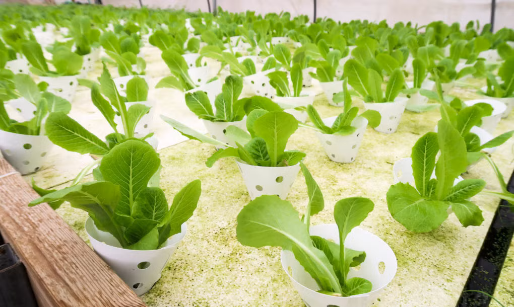 Nguồn nước cung cấp cho rau được theo dõi cẩn thận về lượng PH, oxy cũng như các chất dinh dưỡng cần thiết.